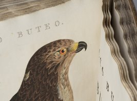 Een afbeelding van een Buteo uit Nederlandsche Vogelen van Nozeman en Sepp