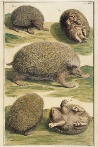 Egels uit het rariteitenkabinet van Albertus Seba.