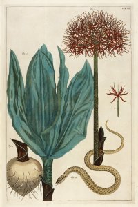 Bloemen uit het rariteitenkabinet van Albertus Seba.