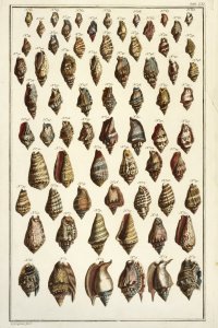 Schelpen uit het rariteitenkabinet van Albertus Seba.