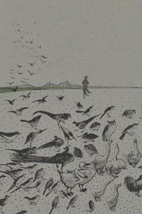 Zwerm getekende vogels op de grond met vogelverschrikker op de achtergrond.