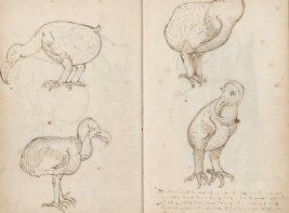 Getekende dodo's uit de Atlas of Mutual Heritage.