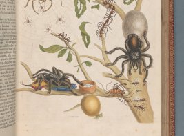 Afbeelding van een pagina uit een boek uit de Fagelcollectie, onderdeel van het Fagelproject. Over een tak met bladeren kruipen verschillende insecten en soorten spinnen.