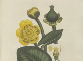 Gele bloem met blad uit de Flora Batava.