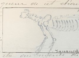 Tekening van een dinosauriër.