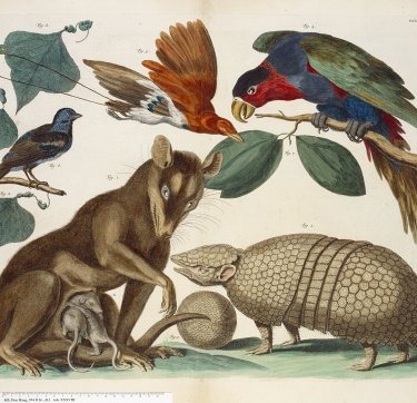 Illustratie van dieren uit het rariteitenkabinet van Albertus Seba.