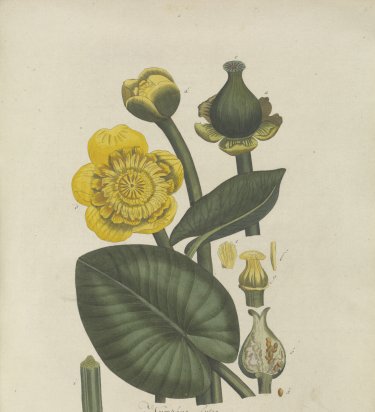Gele bloem met blad uit de Flora Batava.