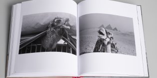 Twee zwart-witfoto's van kamelen