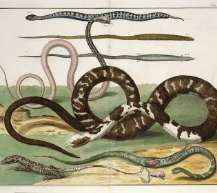 Slangen in het rariteitenkabinet van Albertus Seba