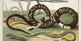 Slangen in het rariteitenkabinet van Albertus Seba