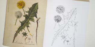 Een pagina uit het Flora Batava-kleurboek