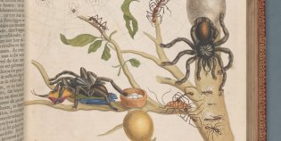 Afbeelding van een pagina uit een boek uit de Fagelcollectie, onderdeel van het Fagelproject. Over een tak met bladeren kruipen verschillende insecten en soorten spinnen.