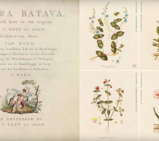 Pagina's uit de Flora Batava, met de titel, tekst en de eerste flora.
