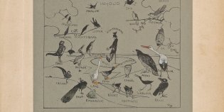 Inhoud van Hoe de vogels aan een koning kwamen, met tekeningen van alle vogels die in het boek voorkomen.