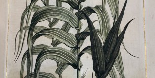 Gekleurde gravure van suikerriet