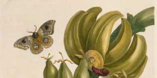 Metamorphosis insectorum Surinamensium