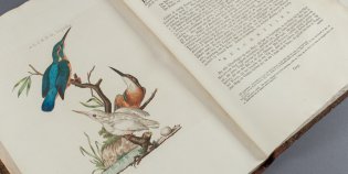 Illustratie blauwe vogel