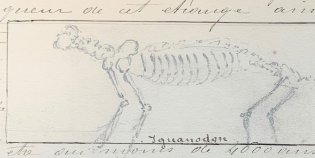 Tekening van een dinosauriër.