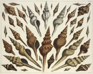 Schelpen uit het rariteitenkabinet van Albertus Seba.