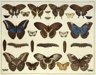 Vlinders in het rariteitenkabinet van Albertus Seba.