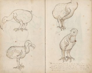 Getekende dodo's uit de Atlas of Mutual Heritage.