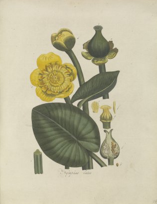 Gele bloem met blad uit de Flora Batava.