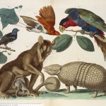 Illustratie van dieren uit het rariteitenkabinet van Albertus Seba.