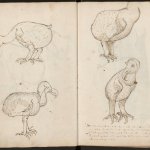 Tekeningen van dodo's.