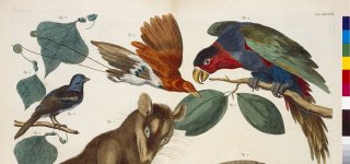 Illustratie van dieren uit het rariteitenkabinet van Albertus Seba.