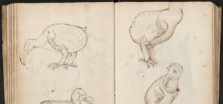 Tekeningen van dodo's.