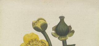 Gele bloem met blad uit de Flora Batava.