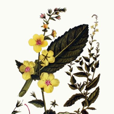 Gekleurde bloemen uit de Flora Batava.